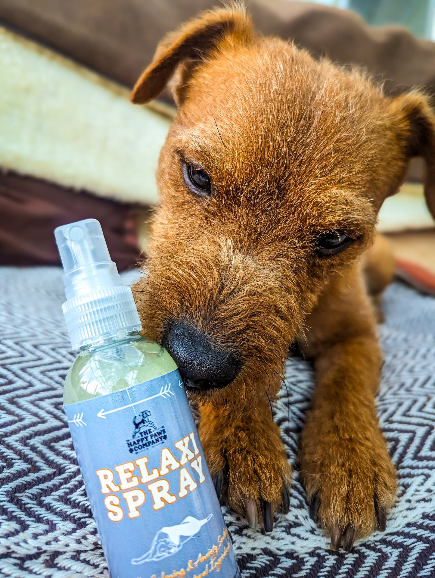 Relaxi Spray – All Natural Calming Spray For Anxious or Stressed Dogs