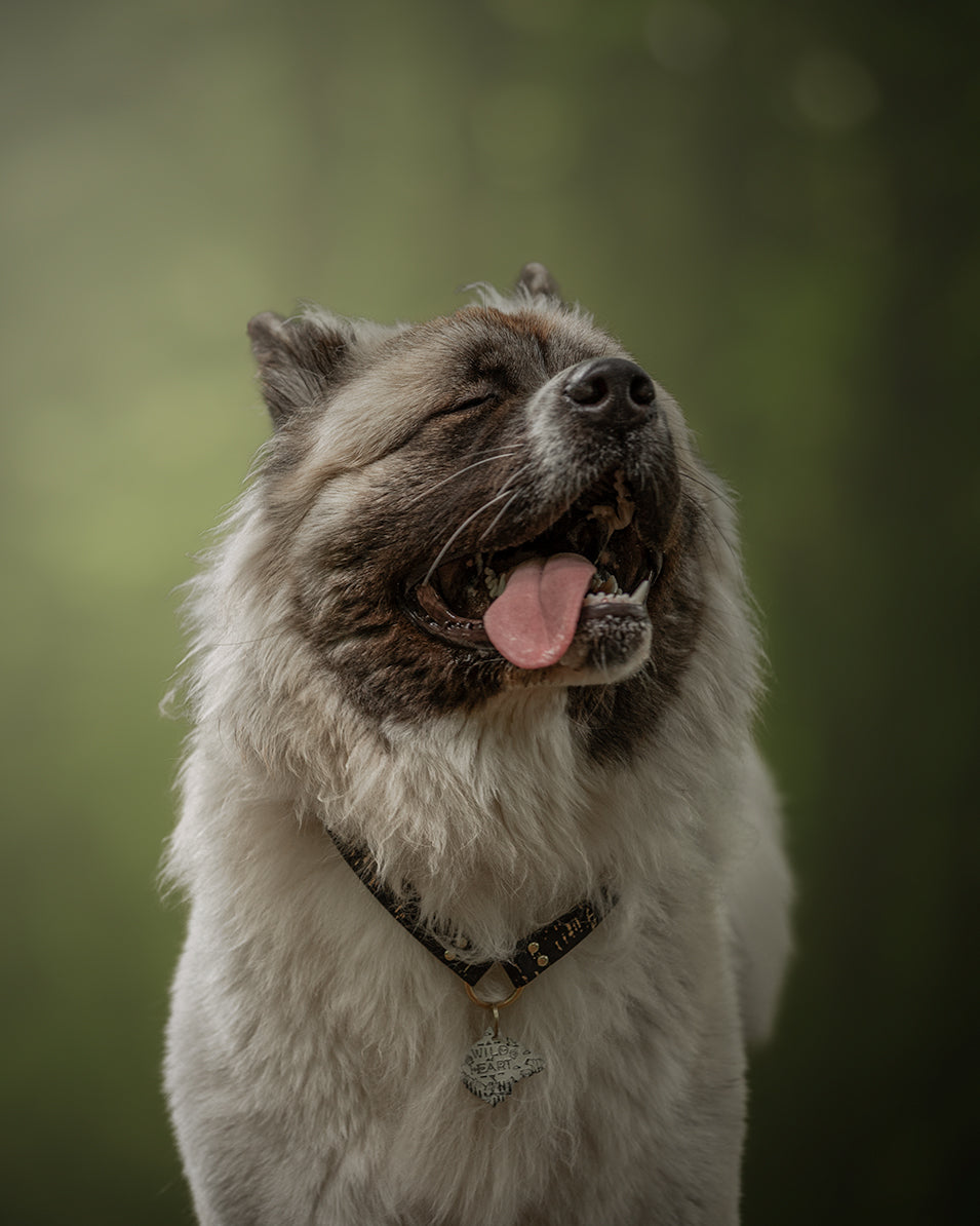 Thick Slip On/House/ID Cork Collar
