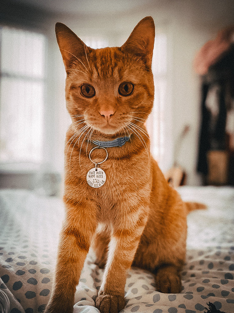 Cat ID Tags