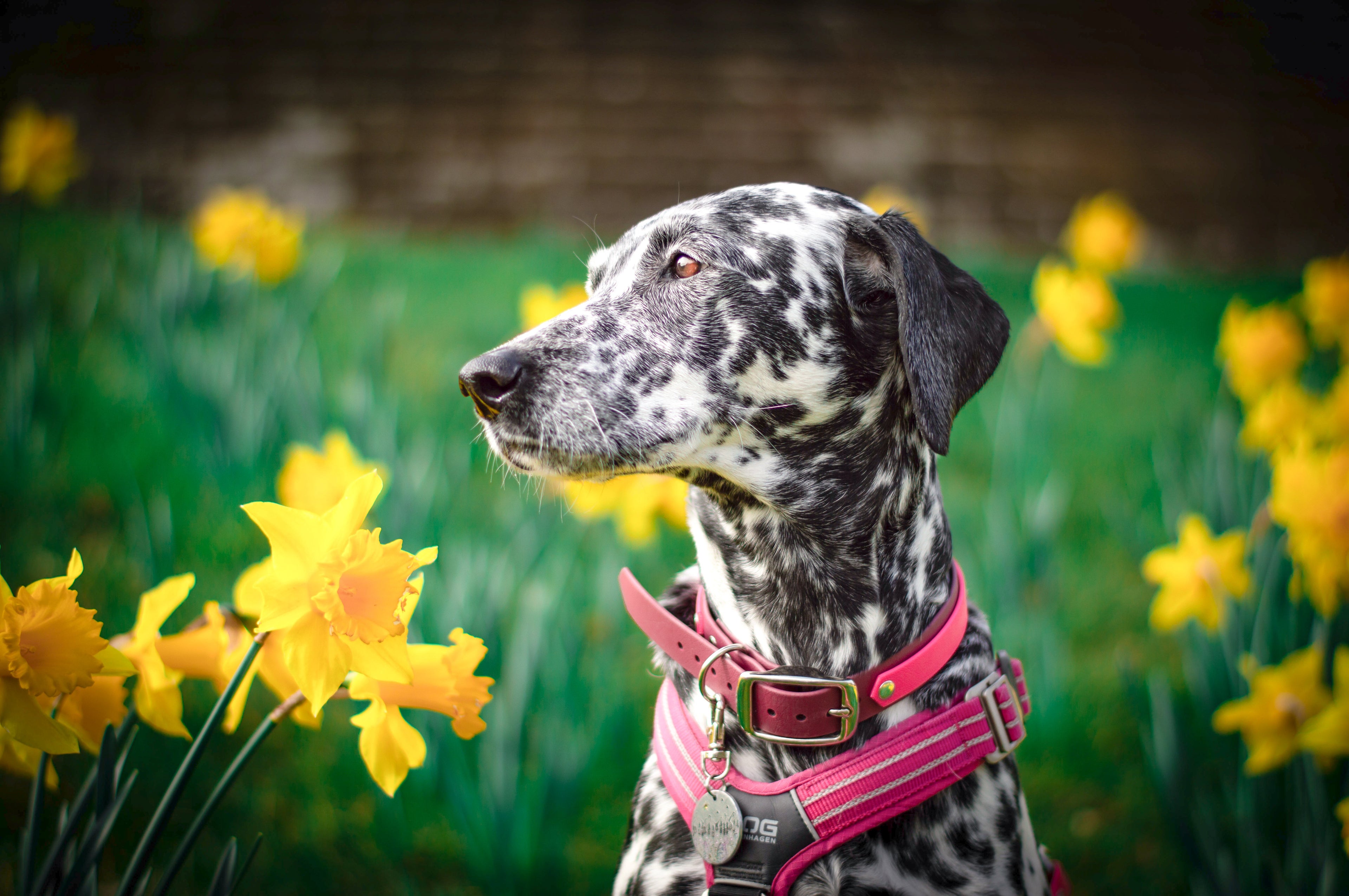 Spring