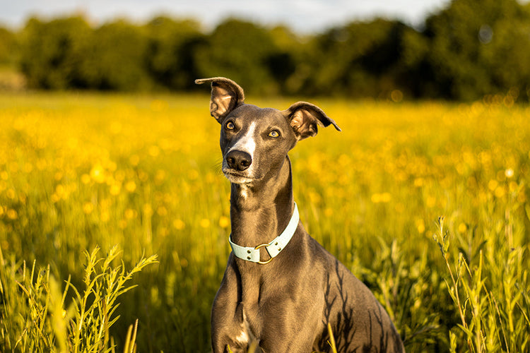 Collars