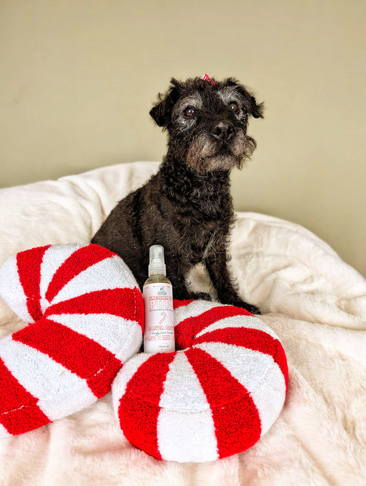 Freshen Up Pup! – Deodorising Dog Spray – Santa Paws, Candy Cane Scented