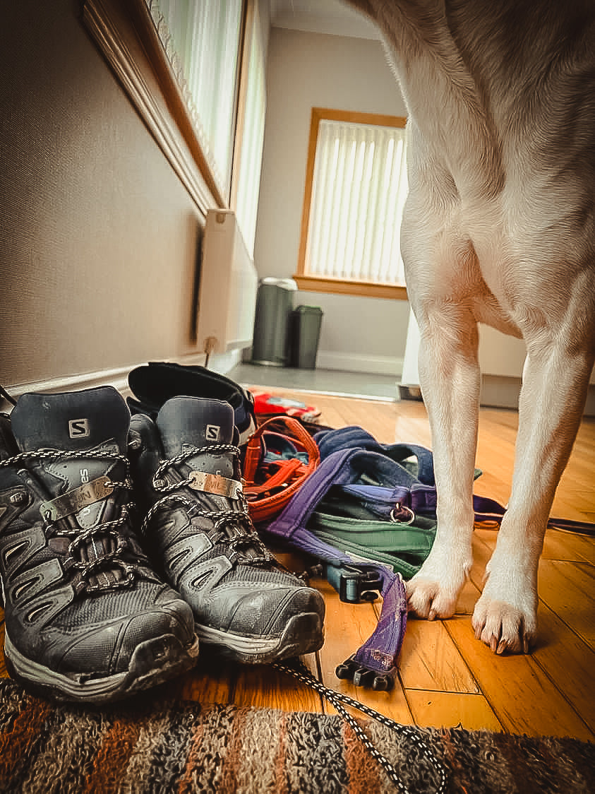 Shoe/Boot/Trainer Tags