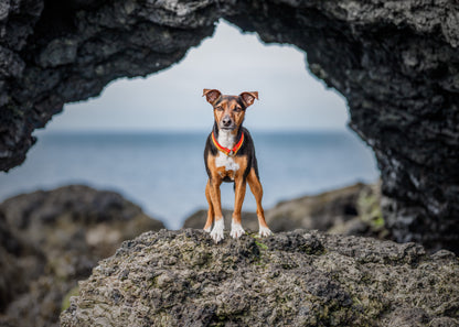 Adventure Is Calling ID Tag