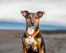 Adventure Is Calling ID Tag