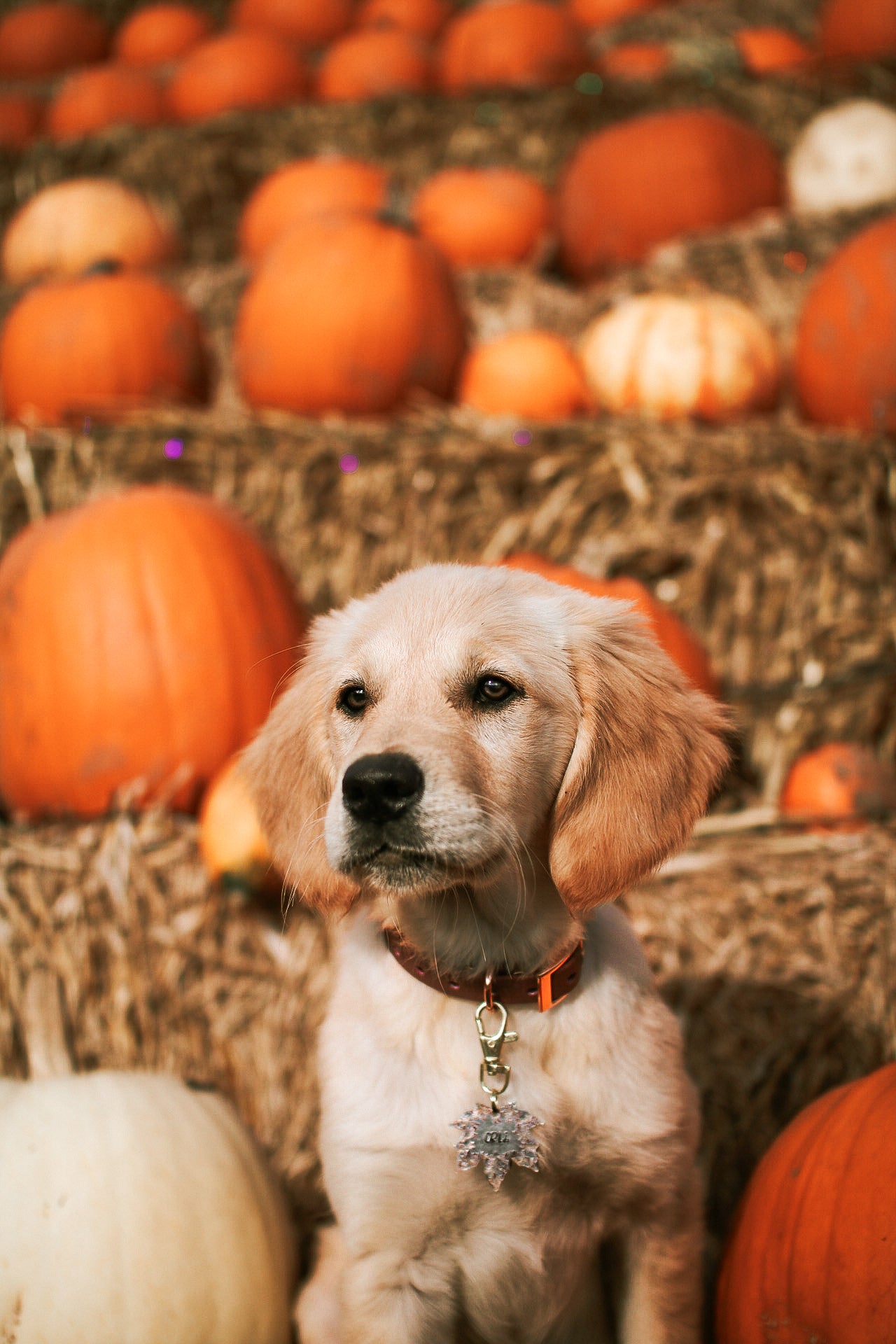 Autumn Leaves ID Tag