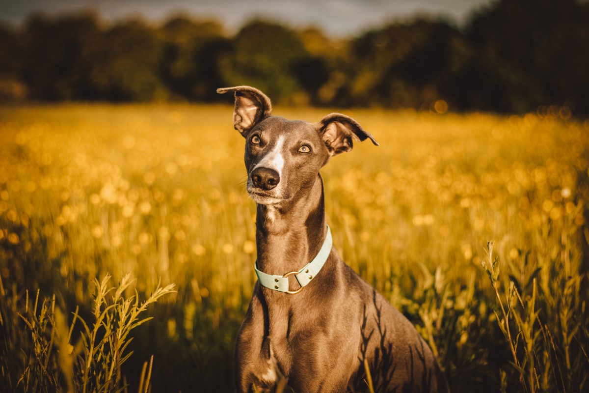 Thick Slip On/House/ID Cork Collar