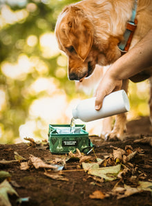 Collapsible Pet Travel Bowl - Evergreen Explorer