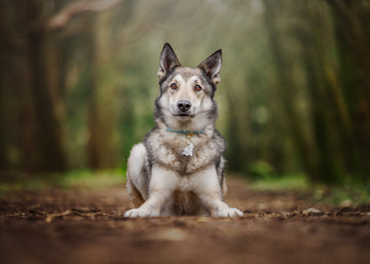 Thick Slip On/House/ID Cork Collar