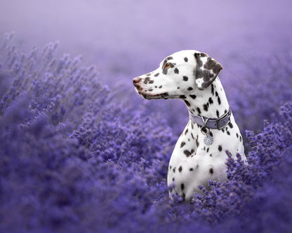 Lavender Patch ID Tag